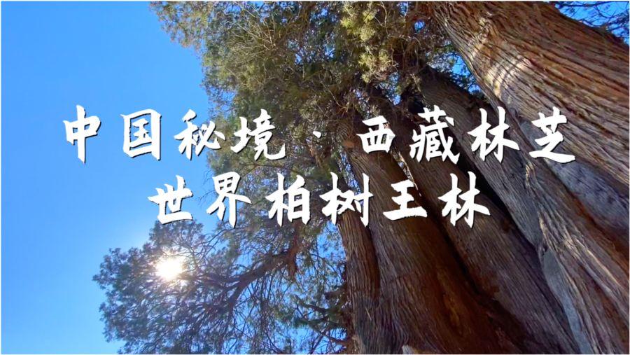 凤凰不好惹
